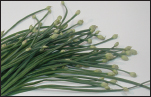 Chinese or Garlic Chives Stir Your Way to Health Introduction to Amazing 7 - photo 10