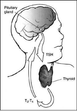 Image courtesy of the National Institute of Diabetes and Digestive and Kidney - photo 5