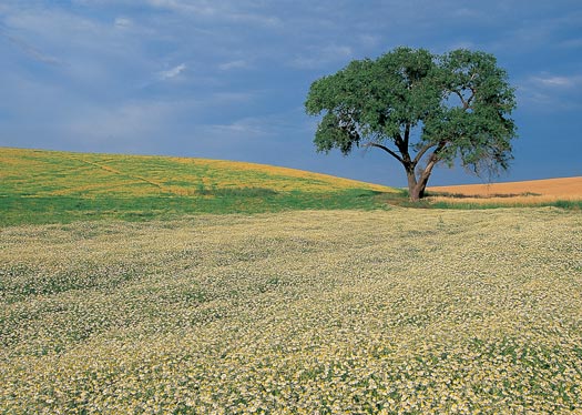 COTTONWOOD TREE IN FARM FIELD WASHINGTON Nikon F5 Nikon 2035mm lens Fuji - photo 3