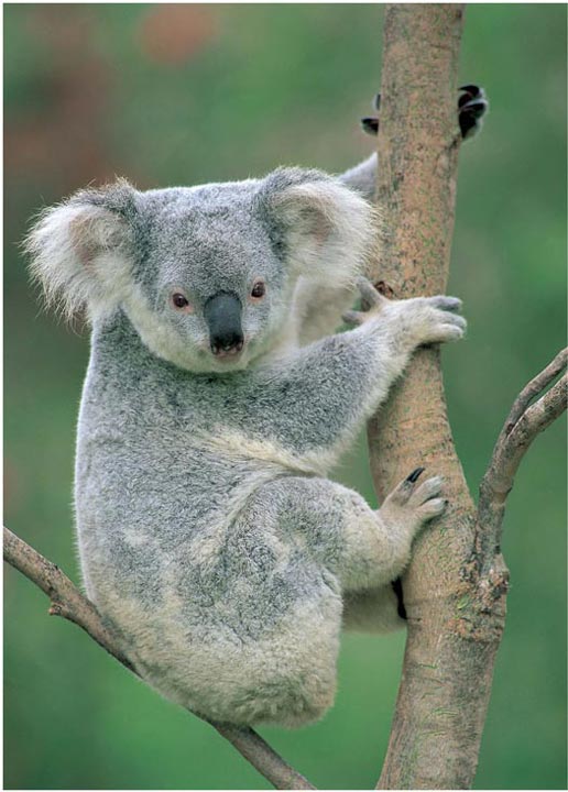 KOALA IN EUCALYPTUS TREE AUSTRALIA Recording great natural history subjects - photo 6