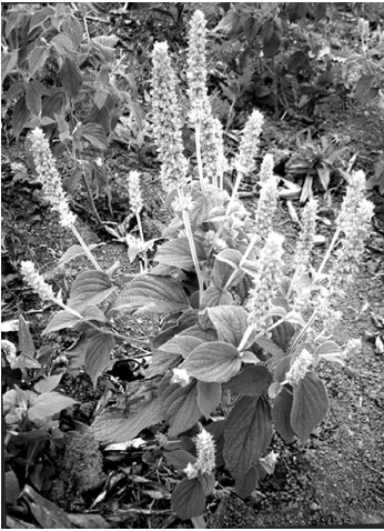 A member of the mint family Salvia hispanica L aka chia is a pretty plant - photo 3