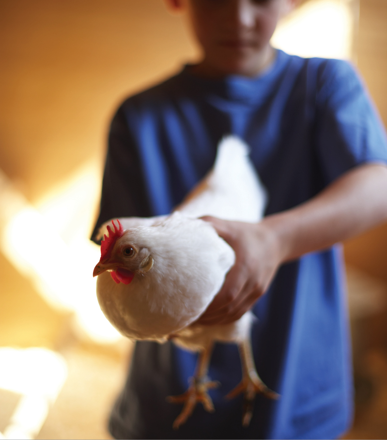 Raising Chickens Cultivating Farmstead Eggs About Eggs and Egg Laying - photo 5