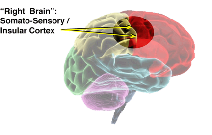 Another area crucial for emotional intelligence is also on the right side of - photo 6