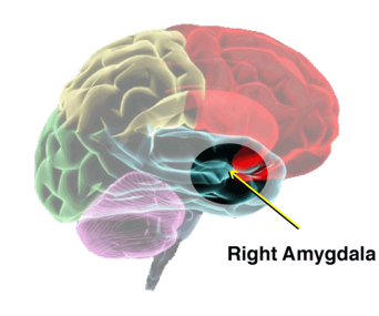 The right amygdala we have two one in each brain hemisphere is a neural hub - photo 5