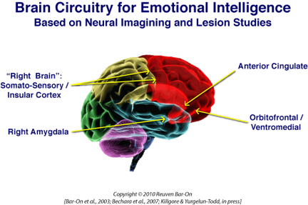 The right amygdala we have two one in each brain hemisphere is a neural hub - photo 4