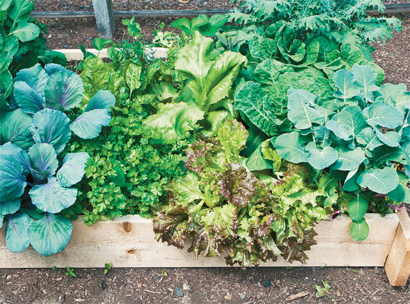 Veggies love the fertile well-drained soil used in raised beds Avoid using - photo 6