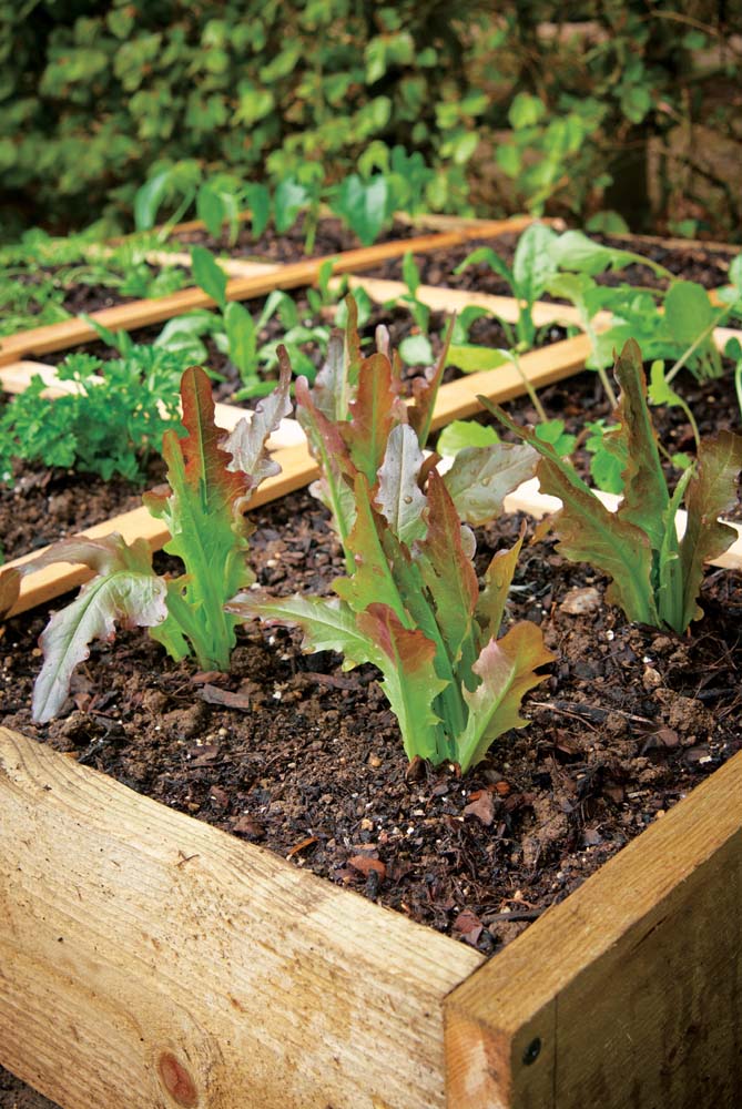 Lettuce is one of the easiest crops to grow and it comes in a variety of - photo 5