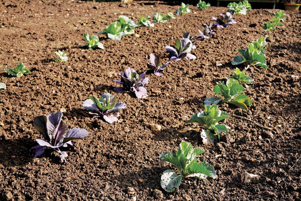 Planting in long rows is traditional but do you really want all those cabbages - photo 7