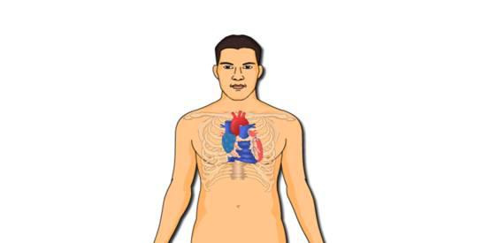 Fig 11 Anatomical location of the heart The heart is a combination of two - photo 4