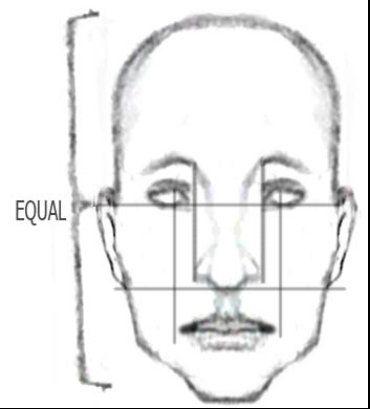 The eyes are positioned below above or right at the center of the heads - photo 9