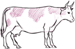 COW Draw 50 Animals - photo 3