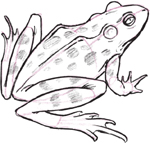 FROG Draw 50 Animals - photo 10