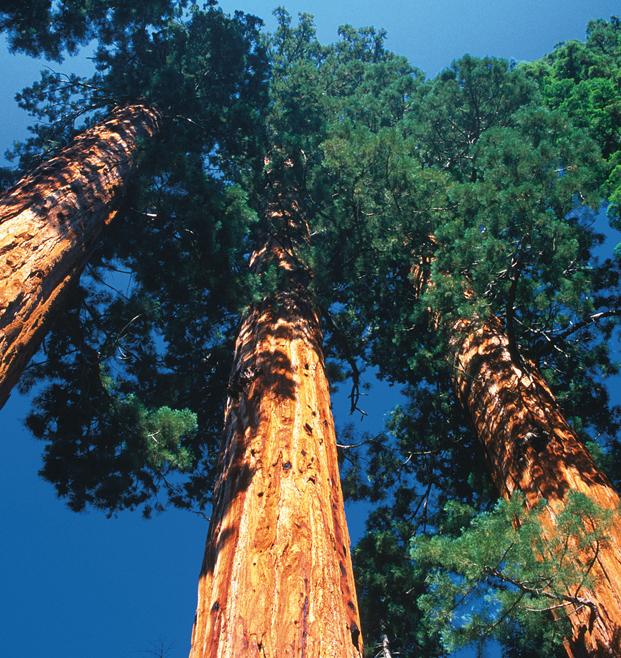 DAVID TOMLINSONLONELY PLANET IMAGES El Capitan A pale fortress rising - photo 7