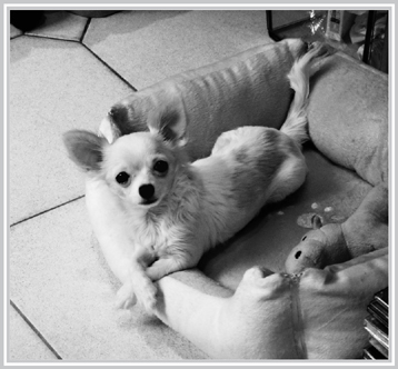 Minnie in the Paris apartment kitchen next to my desk in her favorite bed - photo 4