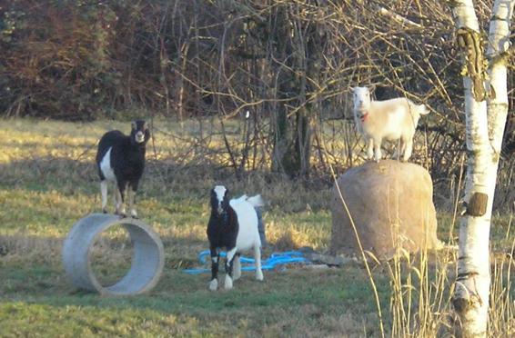 Pastoral View from Home Office At the same time I was going back to school - photo 5