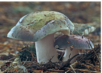 You wouldnt buy a soggy worm-infested half-rotten mushroom in the - photo 5