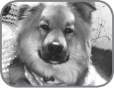 A few years back we lost our beloved pet dog Bear who was not only our best - photo 2