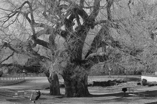 Giant cottonwoods in Cottonwood Park Hildale Utah Photo by Sam Brower - photo 12