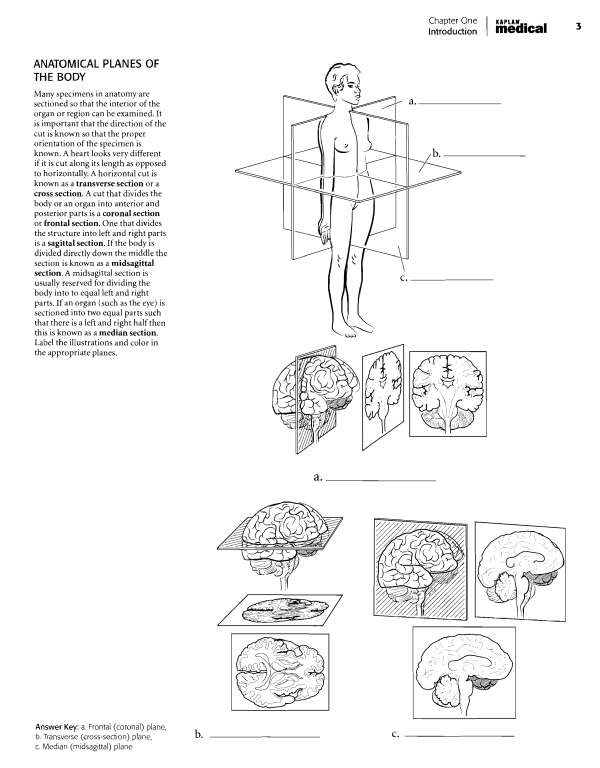 Kaplan Anatomy Coloring Book - photo 2