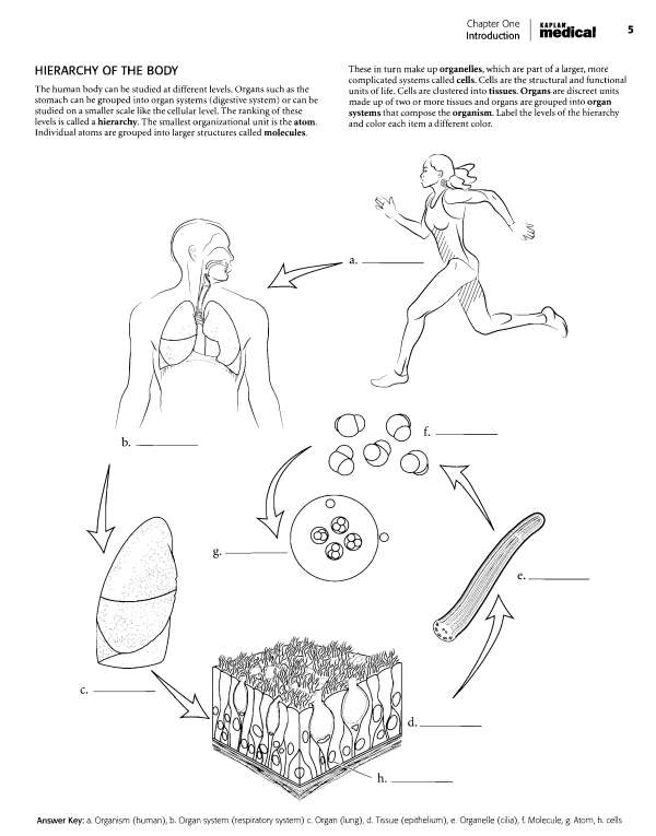 Kaplan Anatomy Coloring Book - photo 3