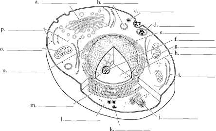 The plasma membrane is composed of a phospholipid bUayer Color the phosphate - photo 11