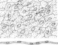 b Answer Key a Simple squamous epithelium b Simple cuboidal epithelium - photo 13