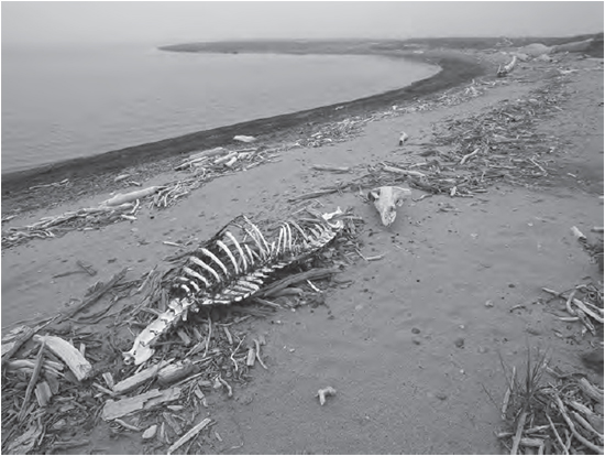 In the winter of 2006 about a thousand caribou from the Teshekpuk Lake herd - photo 2