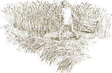 Homegrown Whole Grains Grow Harvest and Cook Wheat Barley Oats Rice Corn and More - image 1