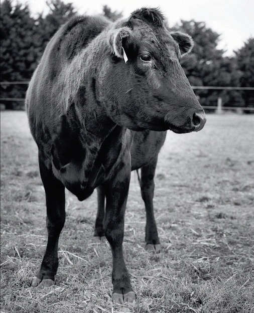 Contents Introduction For a man who was raised as a vegetarian in - photo 7