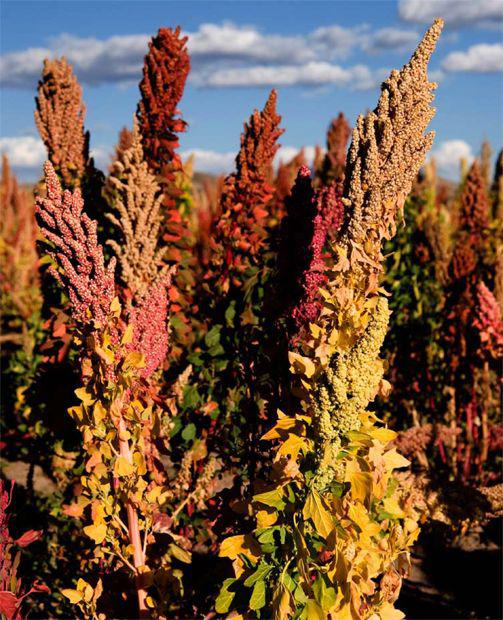 Chapter 2 Quinoa Then and Now T he Latin American geographer Alexander - photo 2