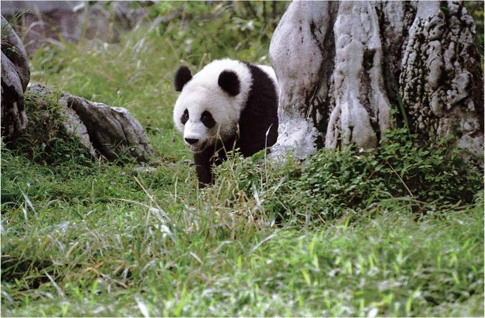 It is a privilege to watch the panda going about its business in its natural - photo 2