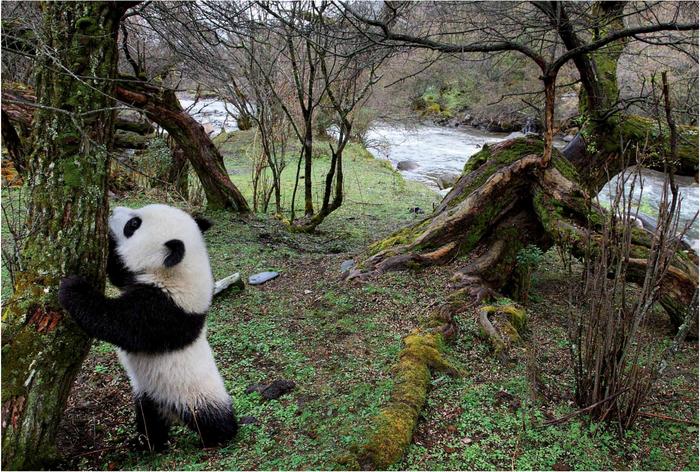 It is a privilege to watch the panda going about its business in its natural - photo 3