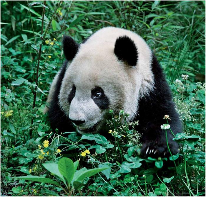 The black-and-white panda stands out against the green of its surroundings - photo 4