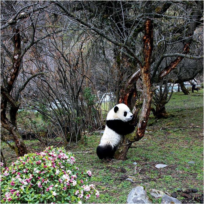 The giant panda is unique and not just uniquely cuddly or charming there - photo 6