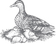 Storeys Guide to Raising Ducks 2nd Edition - image 3