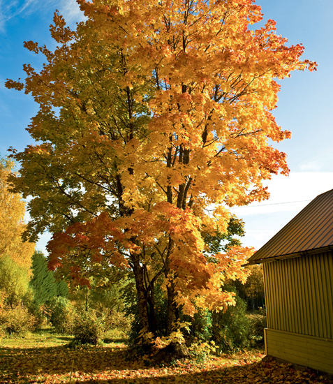 MAPLE SPIRIT IN NORTHEASTERN NORTH AMERICA THRIVES A TREE UNRIVALED in - photo 6