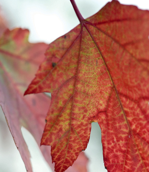 1 DRAWN FROM WOOD HOW MAPLE SUGAR CAME TO BE AN ABNAKI LEGEND In the - photo 7