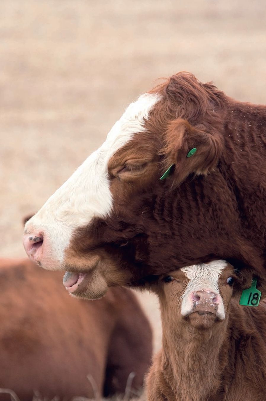 CHAPTER ONE Beef Cattle A Primer Understanding the basics of cattle - photo 6