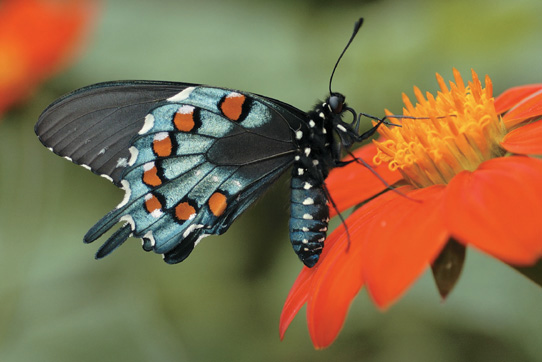 THE SECRET LIVES OF BACKYARD BUGS DISCOVER AMAZING BUTTERFLIES MOTHS - photo 1