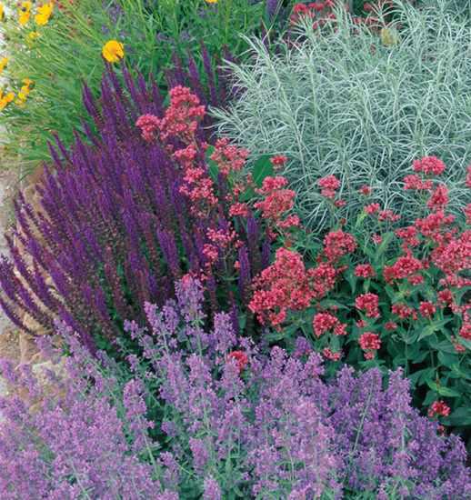 Designer Plant Combinations 105 Stunning Gardens Using Six Plants or Fewer - photo 1