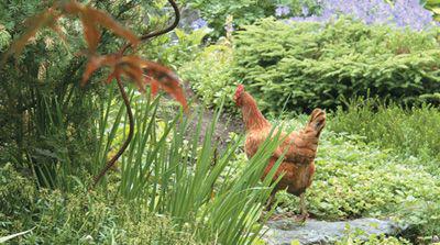 A Rhode Island red hen walks up a garden path I am sitting in the - photo 11