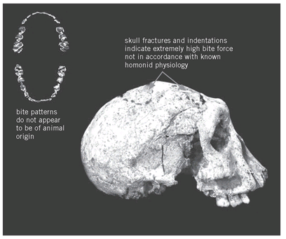 This Homo Neanderthalensis skull found in France in 2005 is approximately - photo 4