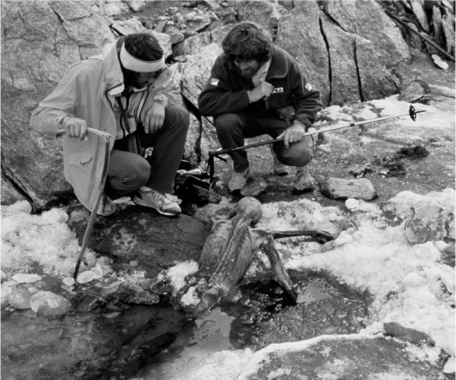 Figure 1 Oetzi the Alpine Iceman still partly frozen in ice shortly after - photo 3