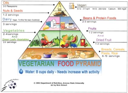 The common feature of most vegetarian Food Pyramids is that they placegrains at - photo 3