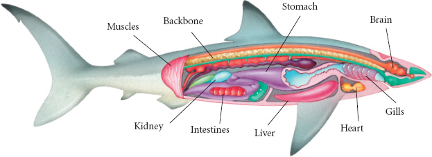 Cartilage is the white or pale blue rubbery bendy substance that sharks - photo 14