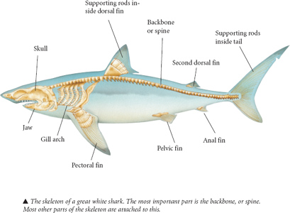 Cartilage is the white or pale blue rubbery bendy substance that sharks - photo 16