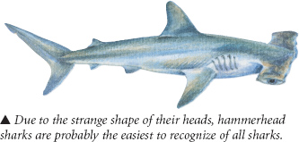 A typical shark has a long narrow torpedo-shaped body designed for moving - photo 7
