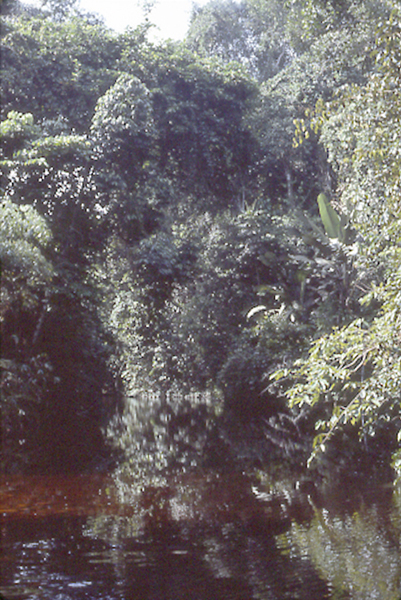 A black-water river in Venezuelan Amazonia where the lack of sediment from - photo 4