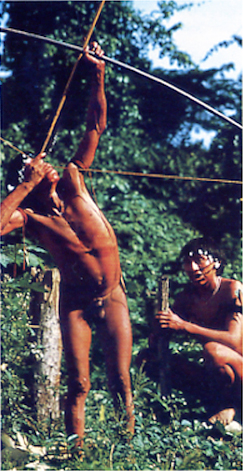 Yanomami archers use immensely powerful bows and two-metre-long 612-foot - photo 11