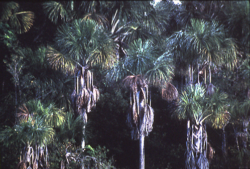 Palm trees are wonderfully useful to man from the earliest foragers to - photo 5